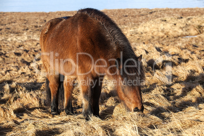 Brown Icelandic pony on a meadow