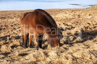 Brown Icelandic pony on a meadow