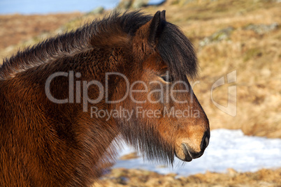 Brown Icelandic pony on a meadow
