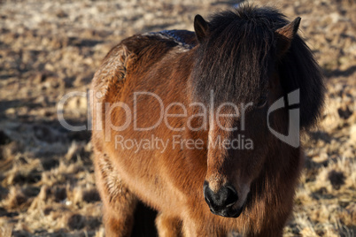 Brown Icelandic pony on a meadow