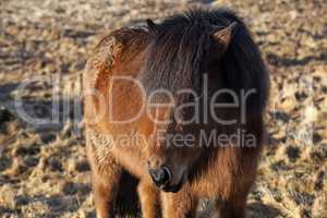 Brown Icelandic pony on a meadow