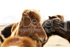 Portrait of an Icelandic pony with a brown mane