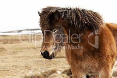 Portrait of an Icelandic pony with a brown mane