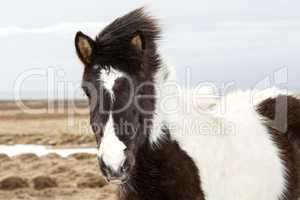 Portrait of a young black white Icelandic pony