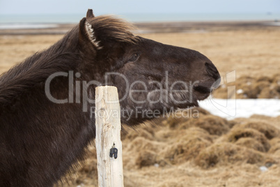 Portrait of a young black Icelandic horse