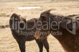 Brown Icelandic horses