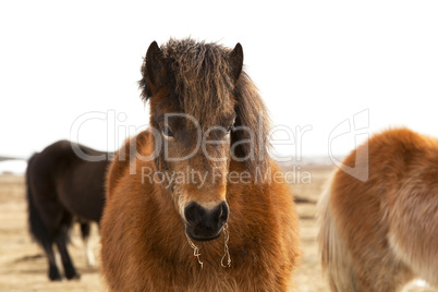 Portrait of an Icelandic pony with a brown mane