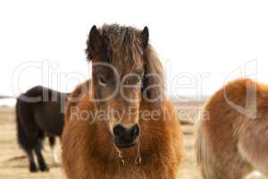 Portrait of an Icelandic pony with a brown mane