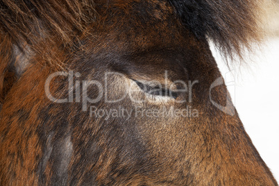 Closeup of brown Iceland horse with closed eyes