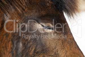 Closeup of brown Iceland horse with closed eyes