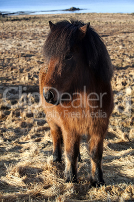 Brown icelandic pony on a meadow