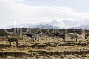 Icelandic horses in wintertime