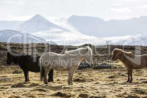 Herd of Icelandic horses in spring