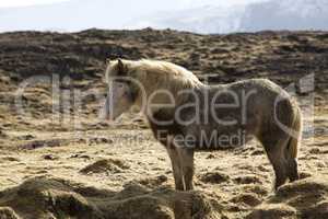 Icelandic pony in wintertime