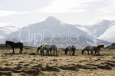 Herd of Icelandic horses in spring