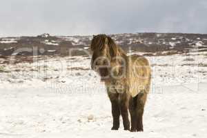 Icelandic horse in wintertime