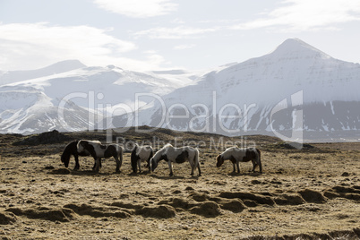 Herd of Icelandic horses in spring