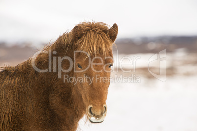 Portrait of a brown Icelandic horse