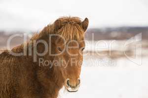 Portrait of a brown Icelandic horse