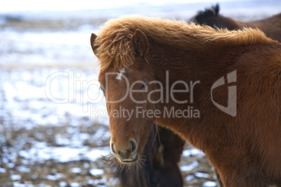 Portrait of a young brown Icelandic foal