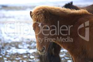 Portrait of a young brown Icelandic foal