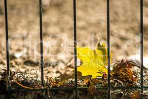 herbstlich verfärbtes Blatt am Zaun