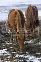 Young Icelandic foal with mother
