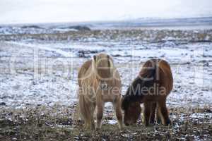 Two Icelandic horses in wintertime