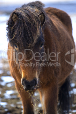 Portrait of a brown Icelandic horse