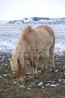 Portrait of a blond Icelandic horse