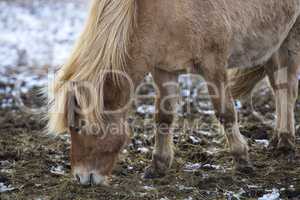Portrait of a blond Icelandic horse
