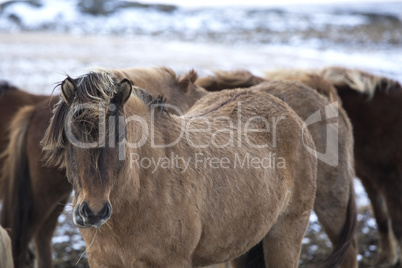 Herd of Icelandic horses in winter