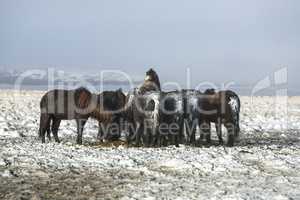 Herd of Icelandic horses after snow storm