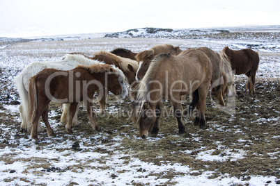 Herd of Icelandic horses in winter