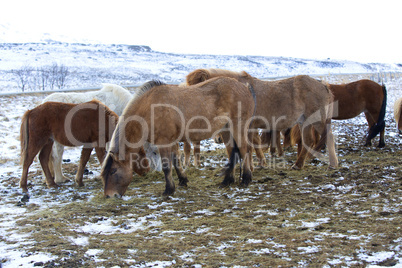 Herd of Icelandic horses in winter