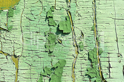 old wood tree bark texture with green moss