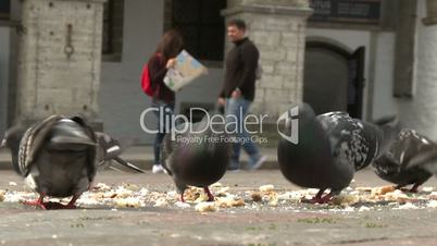 Brotpickende Tauben mit Touristen im Hintergrund - Rathausplatz Tallinn