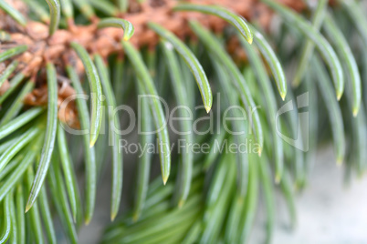 Close-up of a Christmas tree