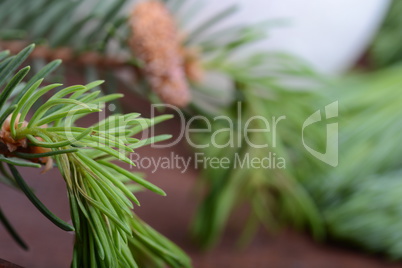 Fir-needle tree branches composition as a background texture