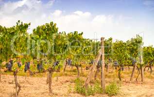 vineyards in Tuscany