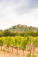 vineyards in Tuscany