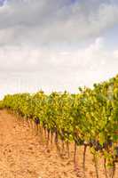 vineyards in Tuscany