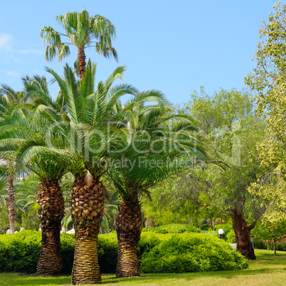 tropical garden with palm trees and lawn