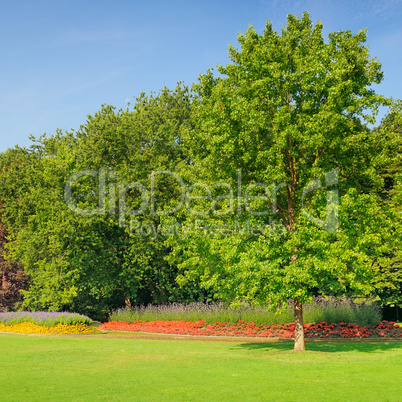 summer park with beautiful flowerbeds