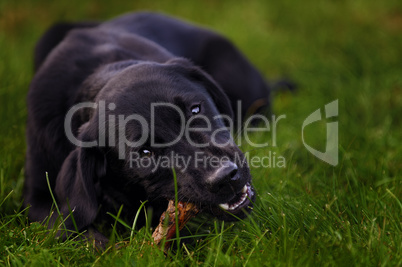 Young Labrador