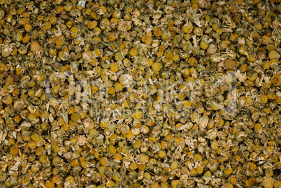 chamomile flowers, Matricaria recutita