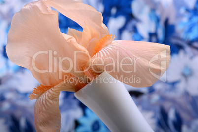 Beautiful petals of an orange flower on blue background