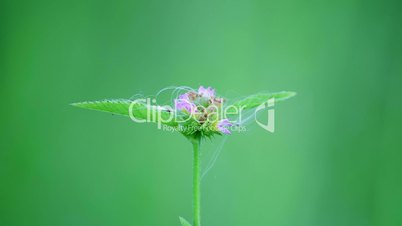 Flower with a nice green bokeh Background