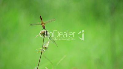 Dragonfly on a flower with a nice green bokeh Background