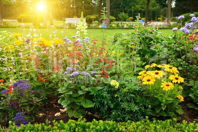 Multicolored flowerbed in park on sunny morning